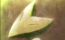 ̃Lcl̃IuWF